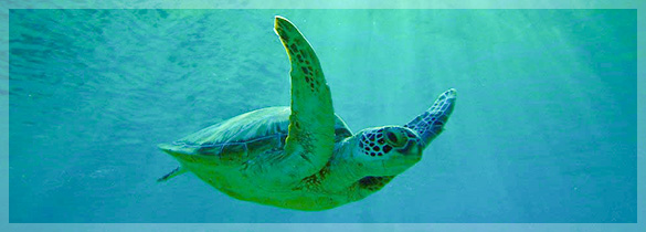 式根島（東京都）