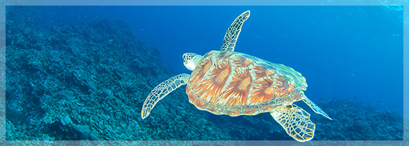 与論島（鹿児島県）